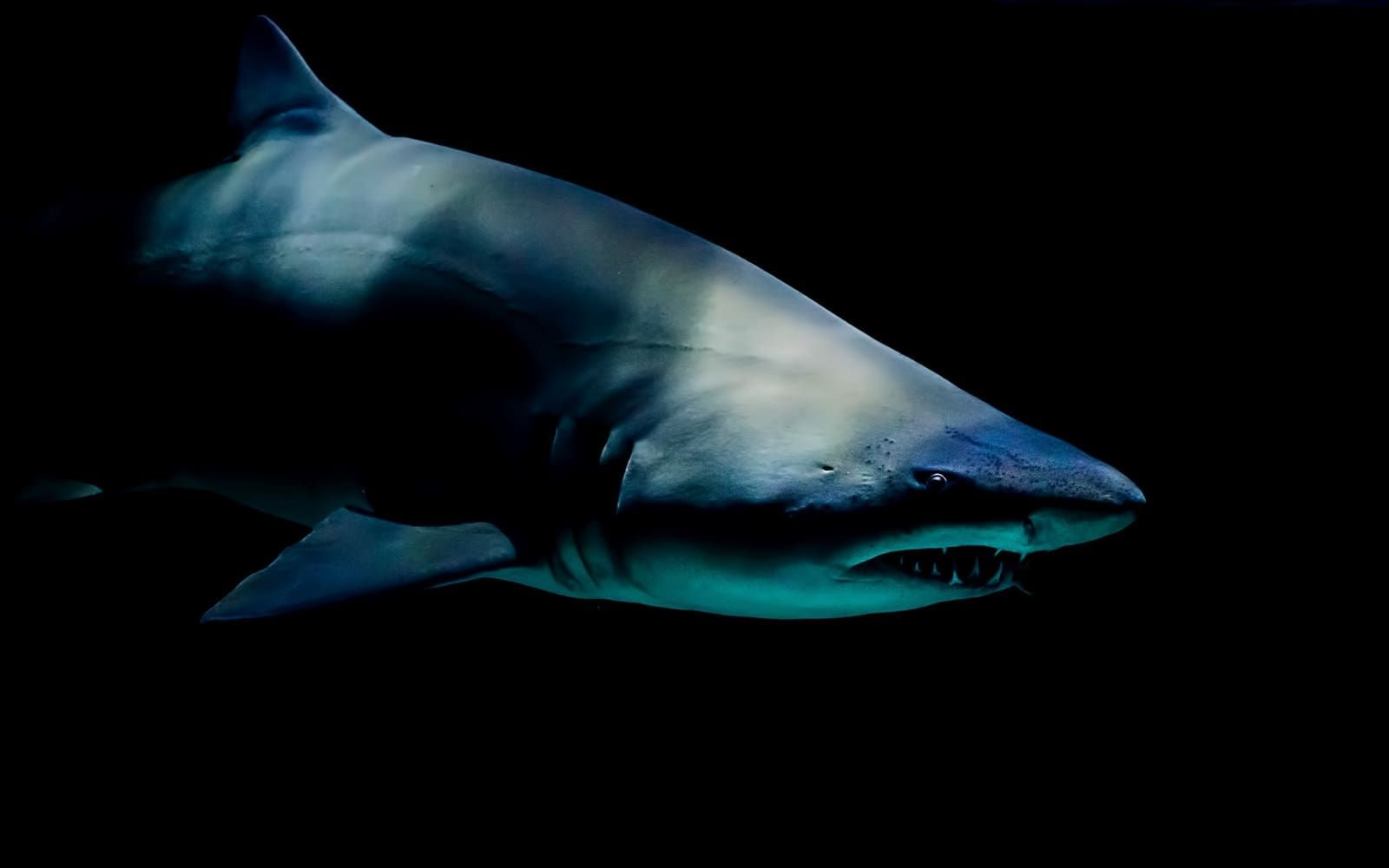 Fotograma de vídeo para promocionar el acuario Poema del Mar.